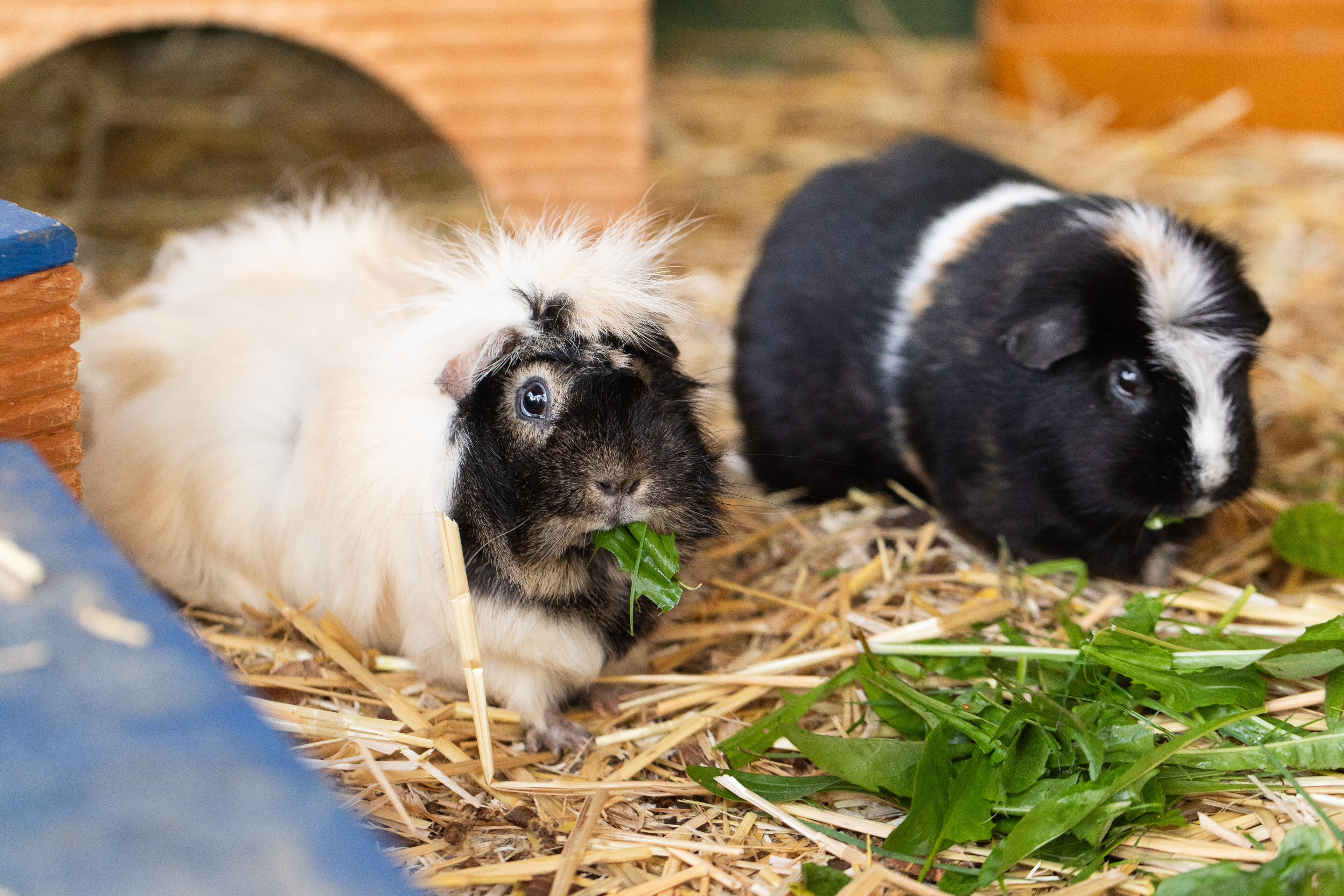 Unsere Meerschweinchen